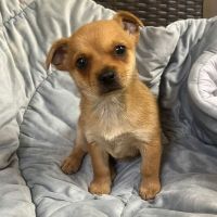 Why Sponsor A Pet? - Loving pet