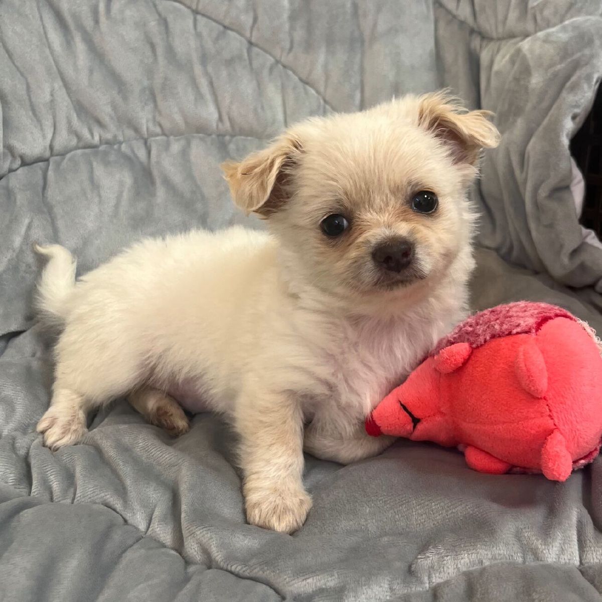 %!s(<nil>) Chen Banner Background Image