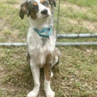 Why Sponsor A Pet? - Loving pet