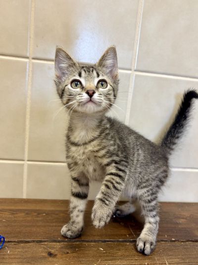 Timmy Freeman-Fritts Pet photo