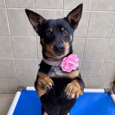 Dancing Princess Freeman-Fritts Pet photo