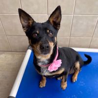 Why Sponsor A Pet? - Loving pet