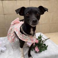 Why Sponsor A Pet? - Loving pet