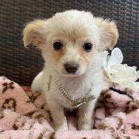 Why Sponsor A Pet? - Loving pet