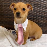 Why Sponsor A Pet? - Loving pet