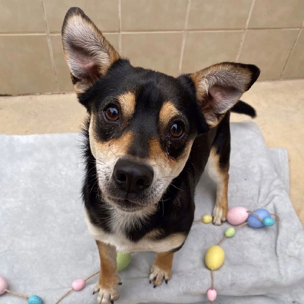 %!s(<nil>) Duke Banner Background Image