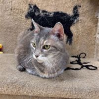 Why Sponsor A Pet? - Loving pet