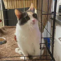 Why Sponsor A Pet? - Loving pet