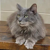 Why Sponsor A Pet? - Loving pet