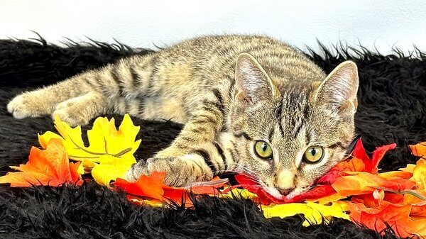 Stevie - Cute Little Faux Manx Freeman-Fritts Pet photo