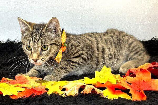 Stevie - Cute Little Faux Manx Freeman-Fritts Pet photo