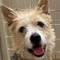 Why Sponsor A Pet? - Loving pet