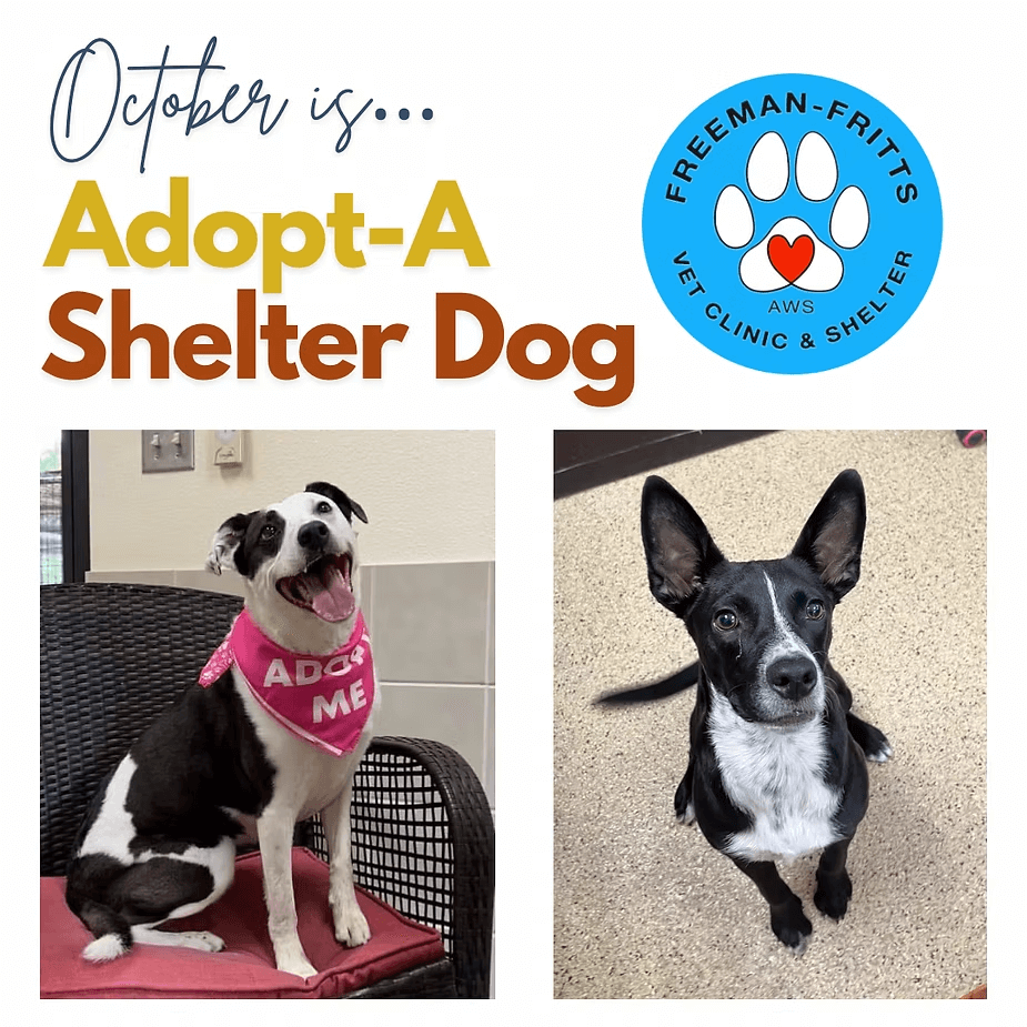 Adopt a Shelter Dog